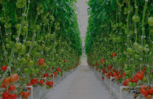 Lee más sobre el artículo Tomate Hidropónico